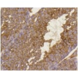 Anti-BDNF Antibody from Bioworld Technology (BS9896M) - Antibodies.com