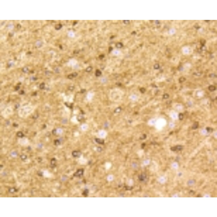 Anti-BDNF Antibody from Bioworld Technology (BS9896M) - Antibodies.com
