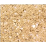 Anti-BDNF Antibody from Bioworld Technology (BS9896M) - Antibodies.com