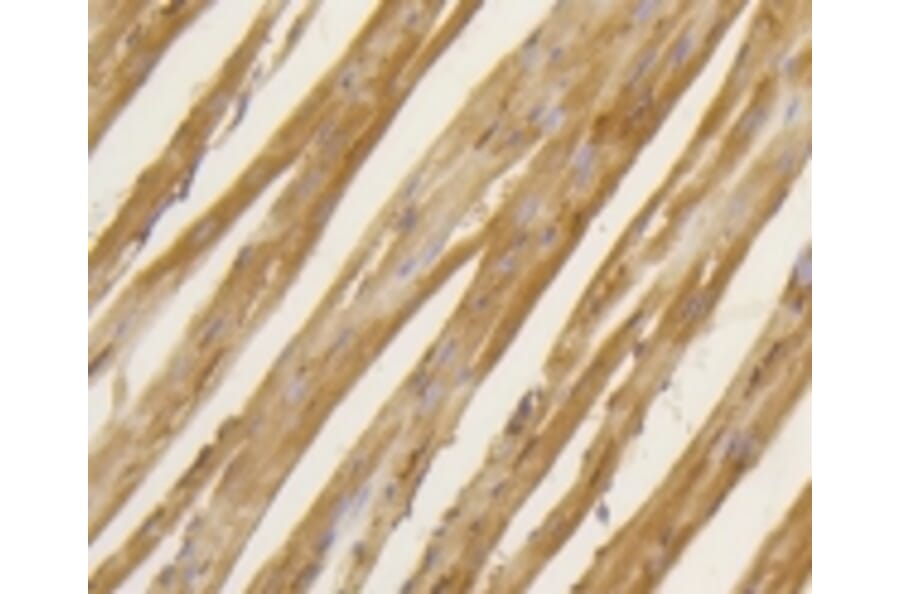 Anti-BDNF Antibody from Bioworld Technology (BS9896M) - Antibodies.com