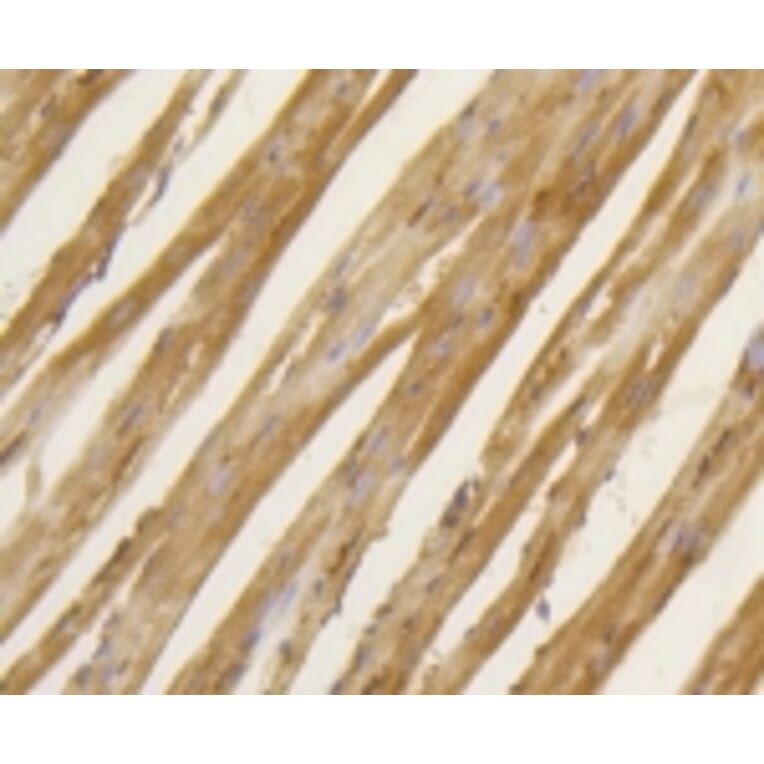 Anti-BDNF Antibody from Bioworld Technology (BS9896M) - Antibodies.com