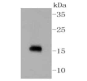 Anti-Calmodulin Antibody from Bioworld Technology (BS9898M) - Antibodies.com