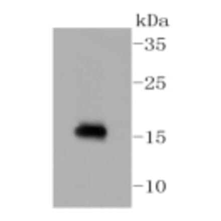 Anti-Calmodulin Antibody from Bioworld Technology (BS9898M) - Antibodies.com