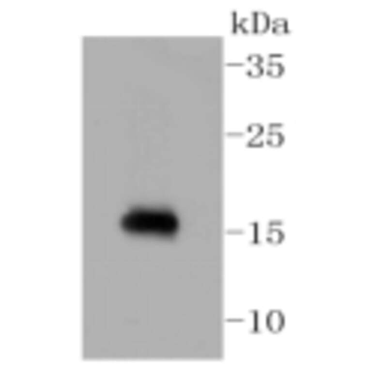 Anti-Calmodulin Antibody from Bioworld Technology (BS9898M) - Antibodies.com