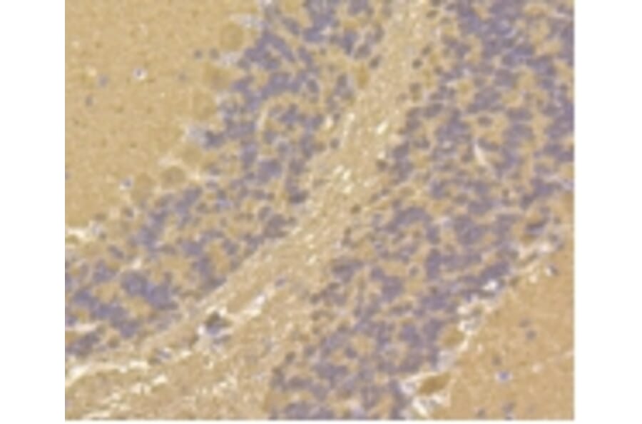 Anti-Calmodulin Antibody from Bioworld Technology (BS9898M) - Antibodies.com