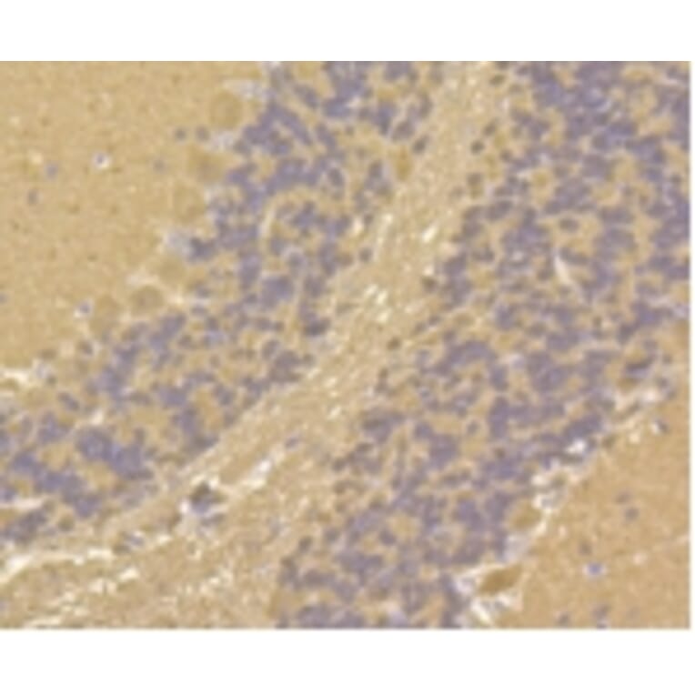 Anti-Calmodulin Antibody from Bioworld Technology (BS9898M) - Antibodies.com