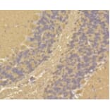 Anti-Calmodulin Antibody from Bioworld Technology (BS9898M) - Antibodies.com