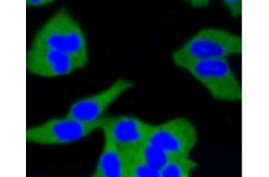 Anti-Calmodulin Antibody from Bioworld Technology (BS9898M) - Antibodies.com