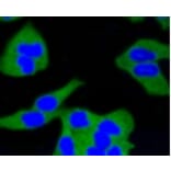 Anti-Calmodulin Antibody from Bioworld Technology (BS9898M) - Antibodies.com