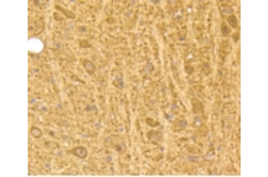 Anti-Calmodulin Antibody from Bioworld Technology (BS9898M) - Antibodies.com