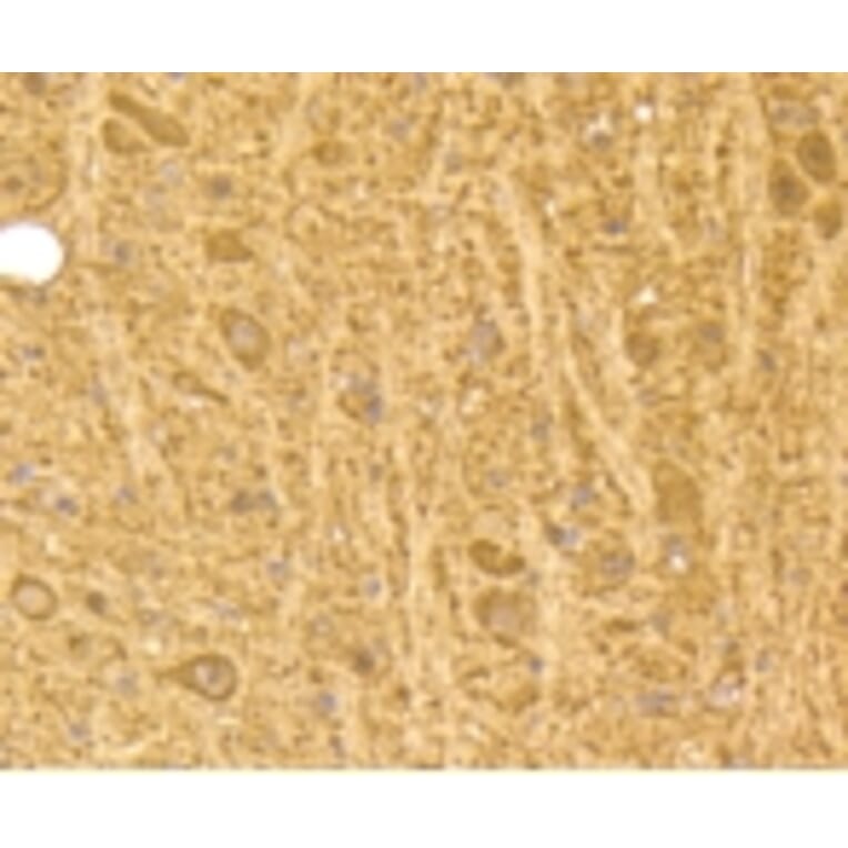 Anti-Calmodulin Antibody from Bioworld Technology (BS9898M) - Antibodies.com