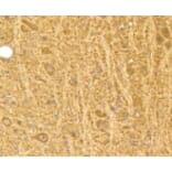 Anti-Calmodulin Antibody from Bioworld Technology (BS9898M) - Antibodies.com