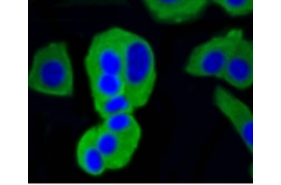 Anti-Calmodulin Antibody from Bioworld Technology (BS9898M) - Antibodies.com