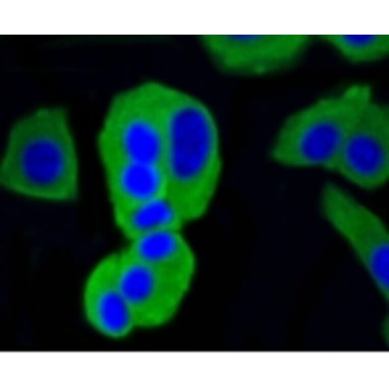 Anti-Calmodulin Antibody from Bioworld Technology (BS9898M) - Antibodies.com