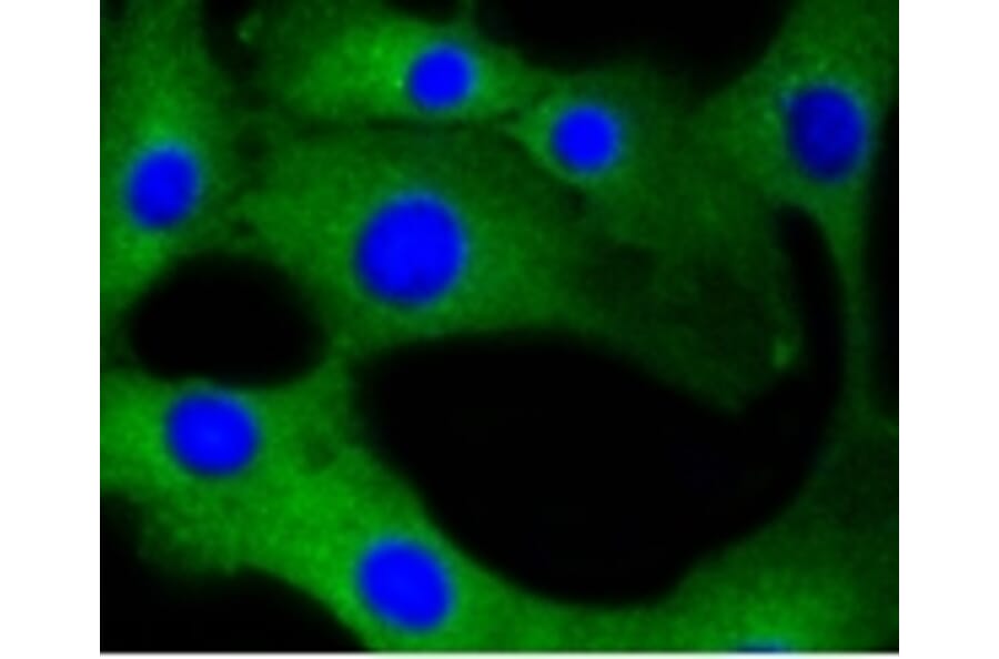 Anti-Calmodulin Antibody from Bioworld Technology (BS9898M) - Antibodies.com