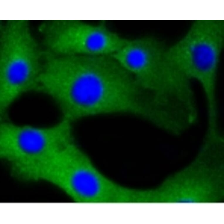 Anti-Calmodulin Antibody from Bioworld Technology (BS9898M) - Antibodies.com