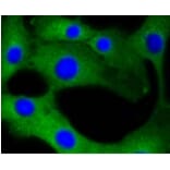 Anti-Calmodulin Antibody from Bioworld Technology (BS9898M) - Antibodies.com
