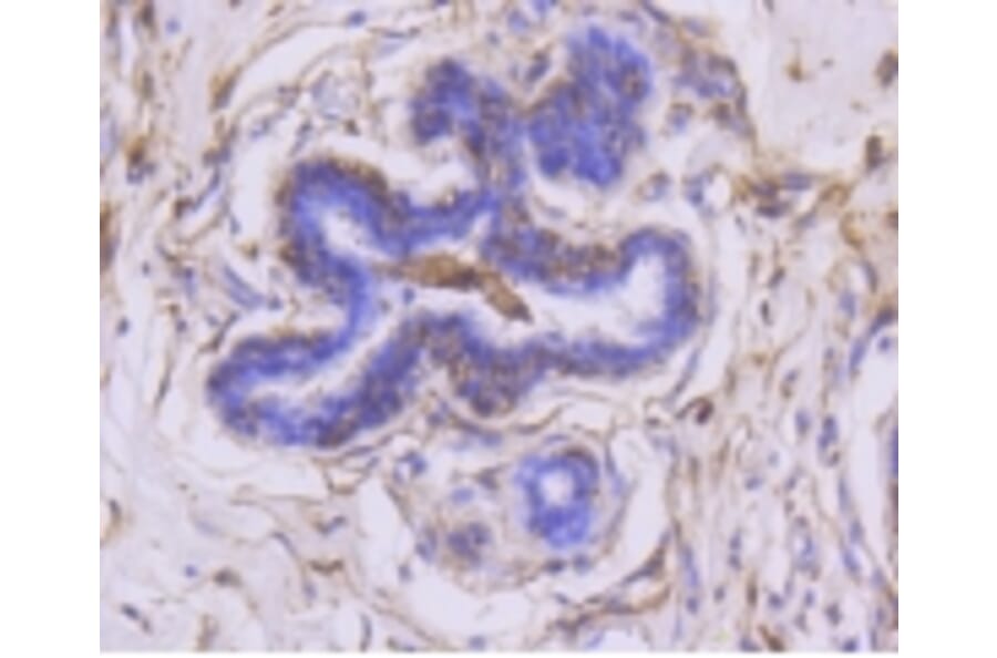 Anti-MMP14 Antibody from Bioworld Technology (BS9899M) - Antibodies.com