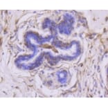 Anti-MMP14 Antibody from Bioworld Technology (BS9899M) - Antibodies.com