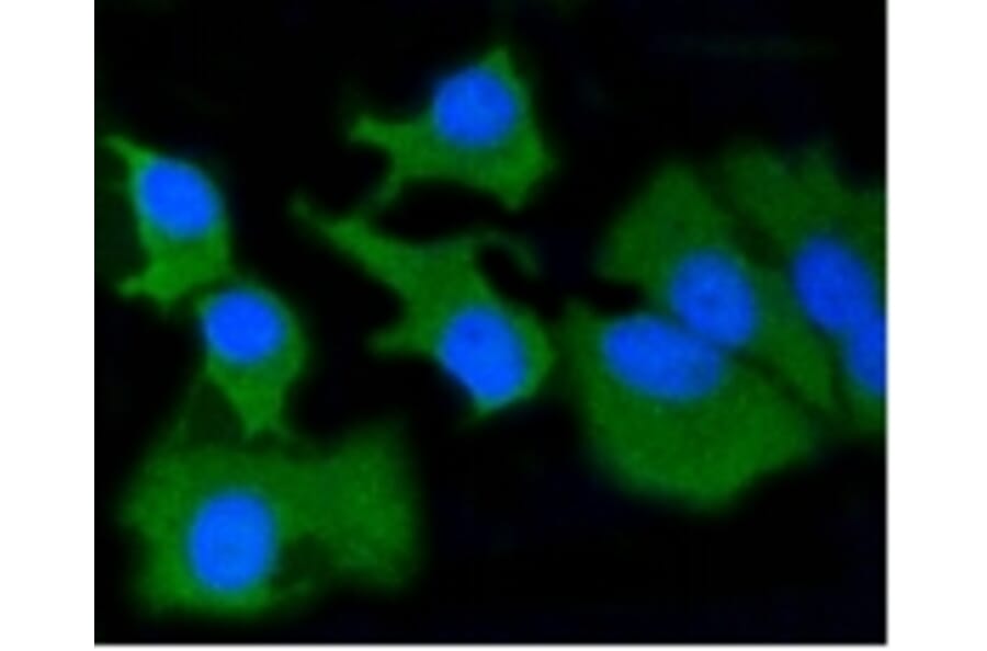 Anti-MMP14 Antibody from Bioworld Technology (BS9899M) - Antibodies.com