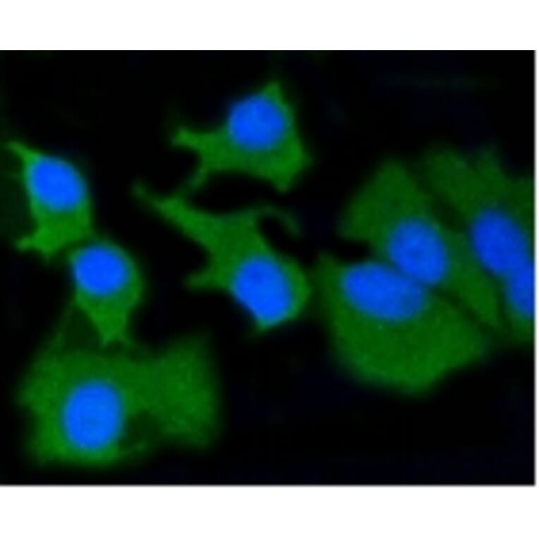 Anti-MMP14 Antibody from Bioworld Technology (BS9899M) - Antibodies.com