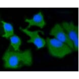 Anti-MMP14 Antibody from Bioworld Technology (BS9899M) - Antibodies.com