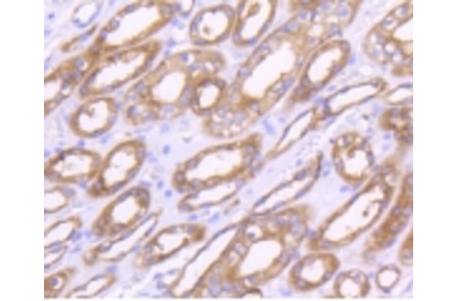 Anti-MMP14 Antibody from Bioworld Technology (BS9899M) - Antibodies.com