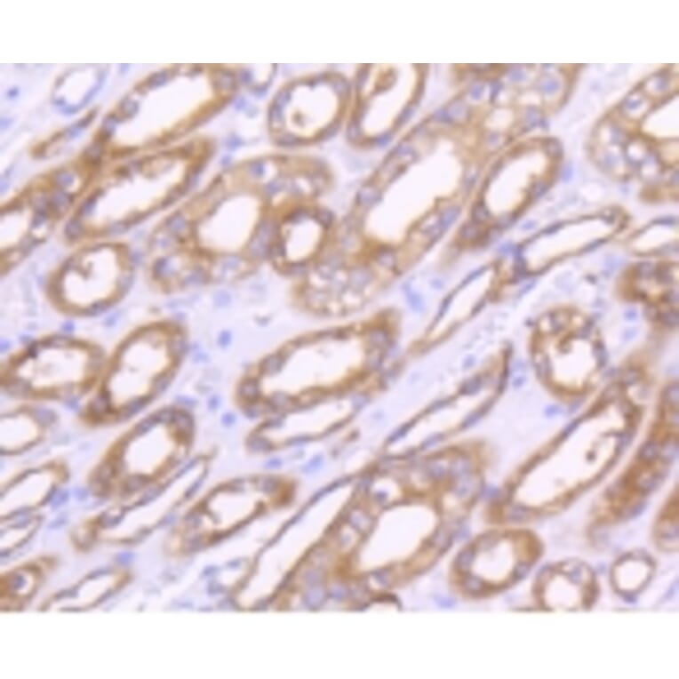 Anti-MMP14 Antibody from Bioworld Technology (BS9899M) - Antibodies.com