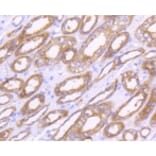 Anti-MMP14 Antibody from Bioworld Technology (BS9899M) - Antibodies.com