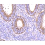 Anti-MMP14 Antibody from Bioworld Technology (BS9899M) - Antibodies.com