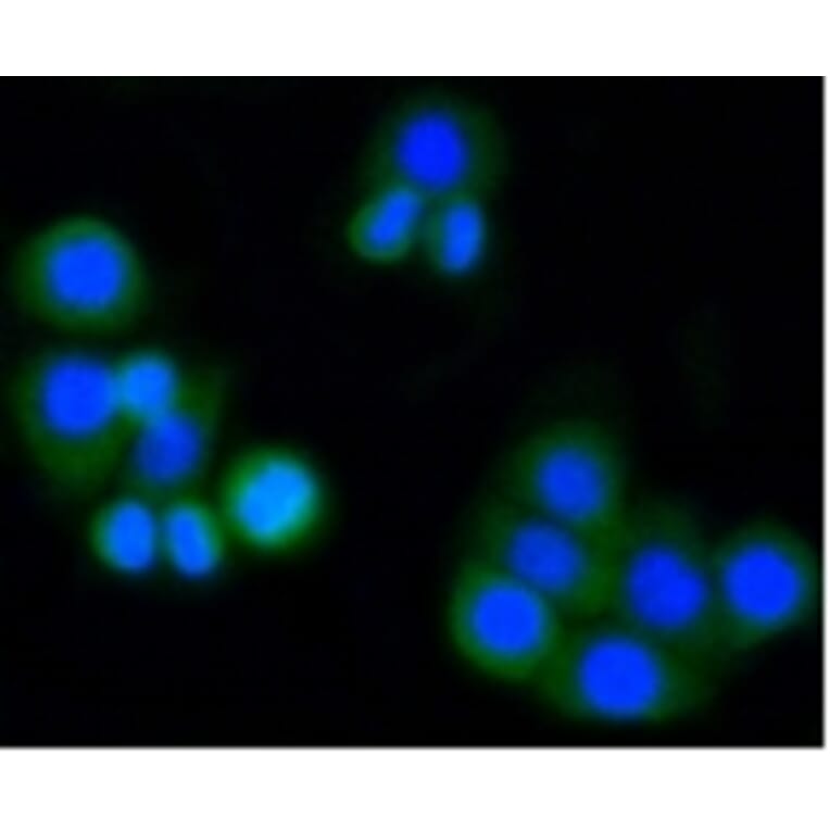Anti-MMP14 Antibody from Bioworld Technology (BS9899M) - Antibodies.com