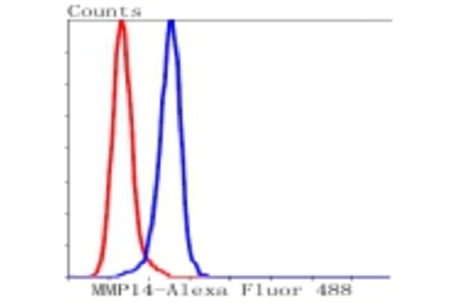 Anti-MMP14 Antibody from Bioworld Technology (BS9899M) - Antibodies.com