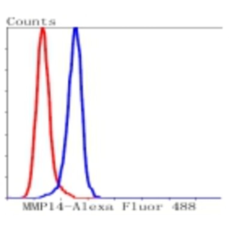 Anti-MMP14 Antibody from Bioworld Technology (BS9899M) - Antibodies.com