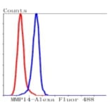 Anti-MMP14 Antibody from Bioworld Technology (BS9899M) - Antibodies.com
