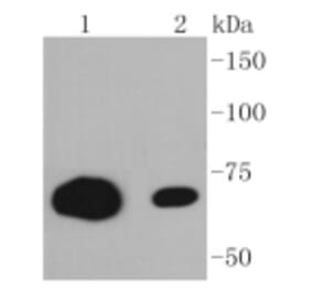 Anti-CD86 Antibody from Bioworld Technology (BS9900M) - Antibodies.com