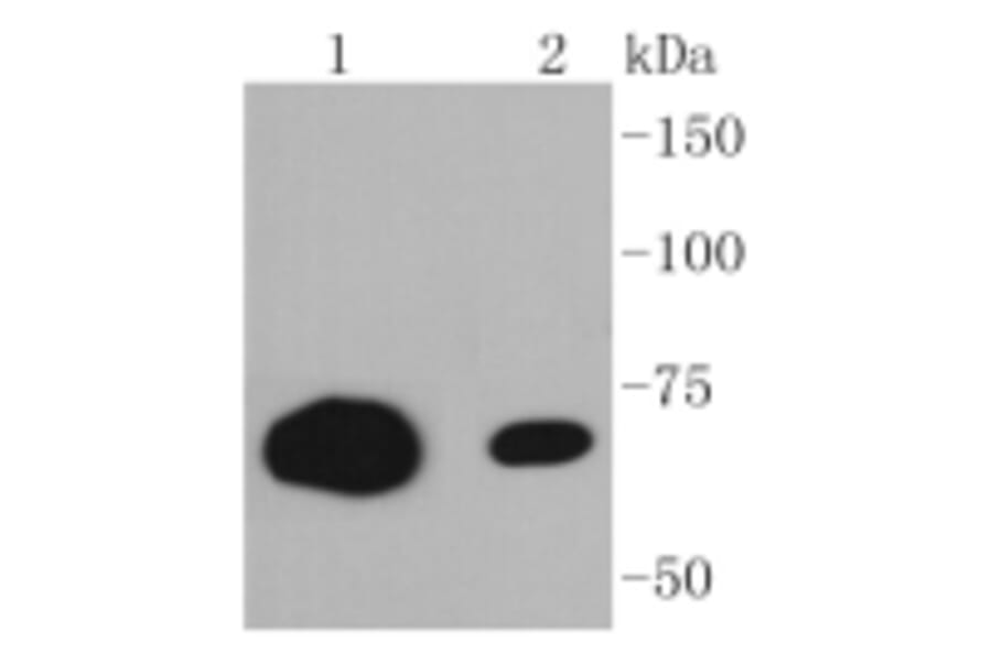 Anti-CD86 Antibody from Bioworld Technology (BS9900M) - Antibodies.com