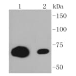 Anti-CD86 Antibody from Bioworld Technology (BS9900M) - Antibodies.com
