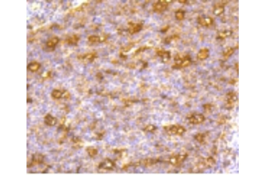 Anti-CD86 Antibody from Bioworld Technology (BS9900M) - Antibodies.com