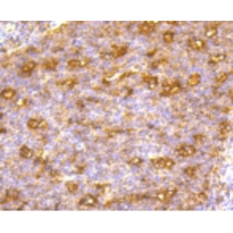 Anti-CD86 Antibody from Bioworld Technology (BS9900M) - Antibodies.com