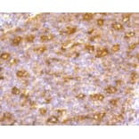 Anti-CD86 Antibody from Bioworld Technology (BS9900M) - Antibodies.com