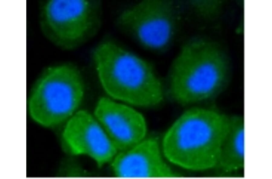 Anti-CD86 Antibody from Bioworld Technology (BS9900M) - Antibodies.com