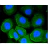 Anti-CD86 Antibody from Bioworld Technology (BS9900M) - Antibodies.com
