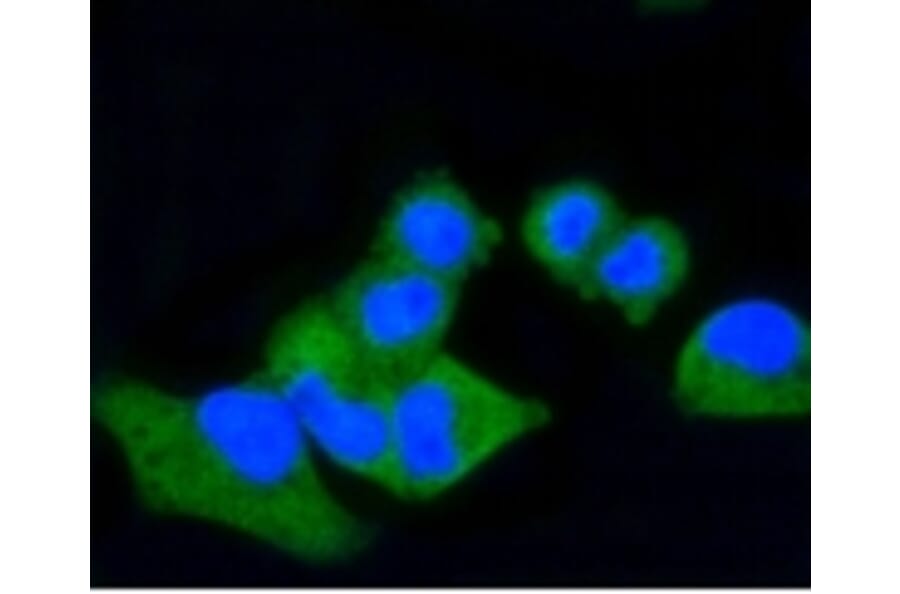 Anti-CD86 Antibody from Bioworld Technology (BS9900M) - Antibodies.com