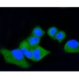 Anti-CD86 Antibody from Bioworld Technology (BS9900M) - Antibodies.com