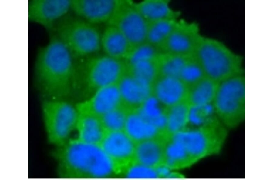 Anti-CD86 Antibody from Bioworld Technology (BS9900M) - Antibodies.com
