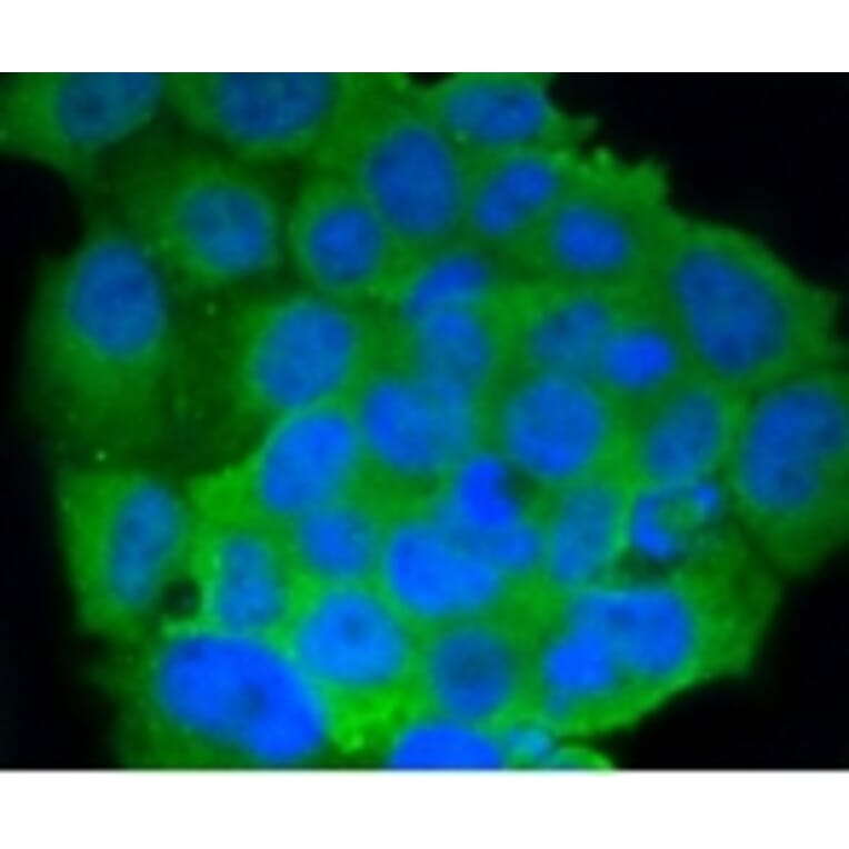 Anti-CD86 Antibody from Bioworld Technology (BS9900M) - Antibodies.com