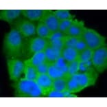 Anti-CD86 Antibody from Bioworld Technology (BS9900M) - Antibodies.com