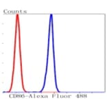 Anti-CD86 Antibody from Bioworld Technology (BS9900M) - Antibodies.com