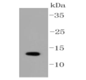 Anti-SUMO1 Antibody from Bioworld Technology (BS9901M) - Antibodies.com