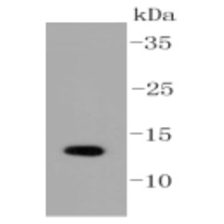 Anti-SUMO1 Antibody from Bioworld Technology (BS9901M) - Antibodies.com
